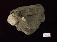 腹足類化石藏品圖，第2張